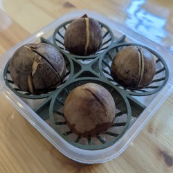 Avocado 4-Seed Germination Bowl – Seed Starter Kit - Price: €12 - 